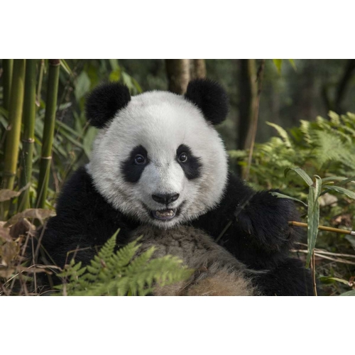 China, Chengdu Portrait of young giant panda